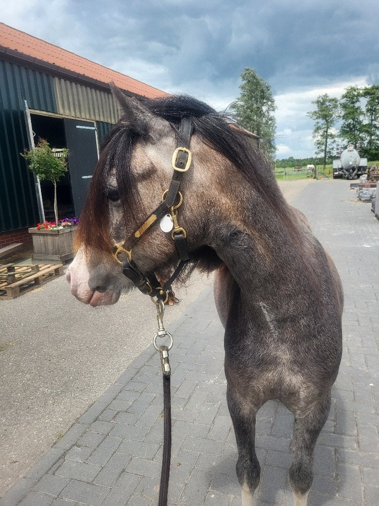 *nieuwe!* Meerdere fantastische welsh A pony's te koop, Met stamboom, Niet van toepassing, 0 tot 2 jaar, A pony (tot 1.17m)