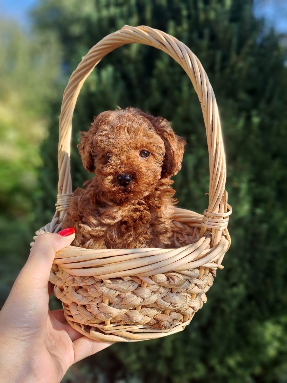 Toypoedel teefje | toy poodle red brown, Poedel, 8 tot 15 weken, Teef, Eén hond