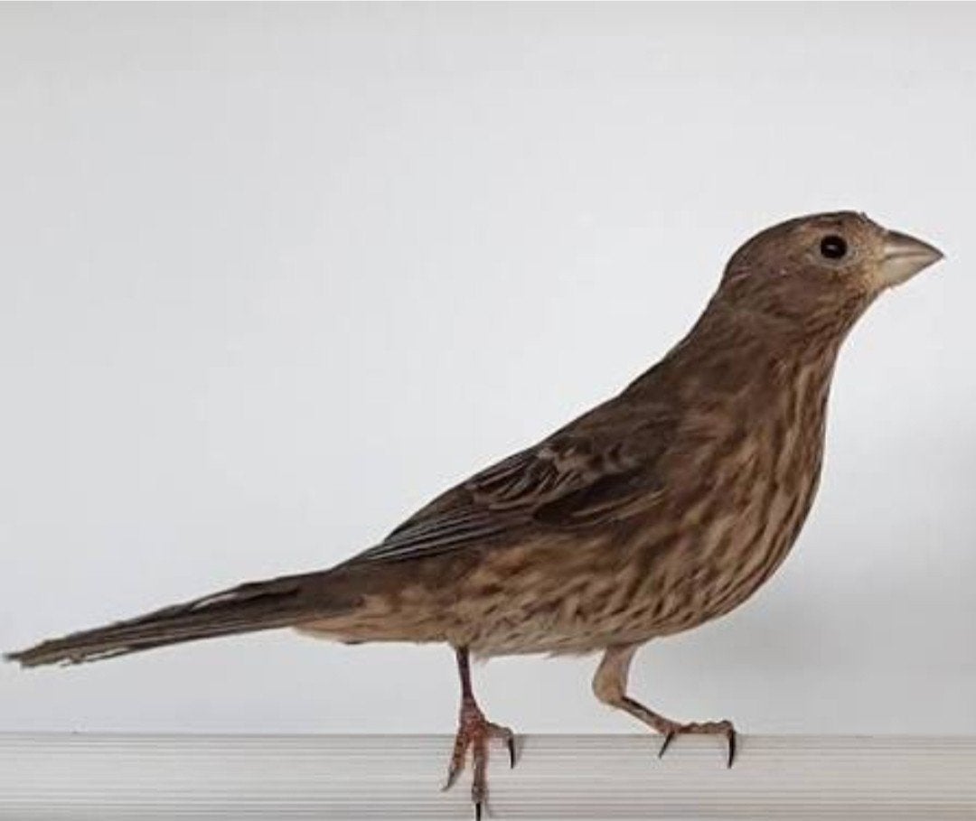 Mexicaanse roodmus pop, Dieren en Toebehoren, Vrouwelijk