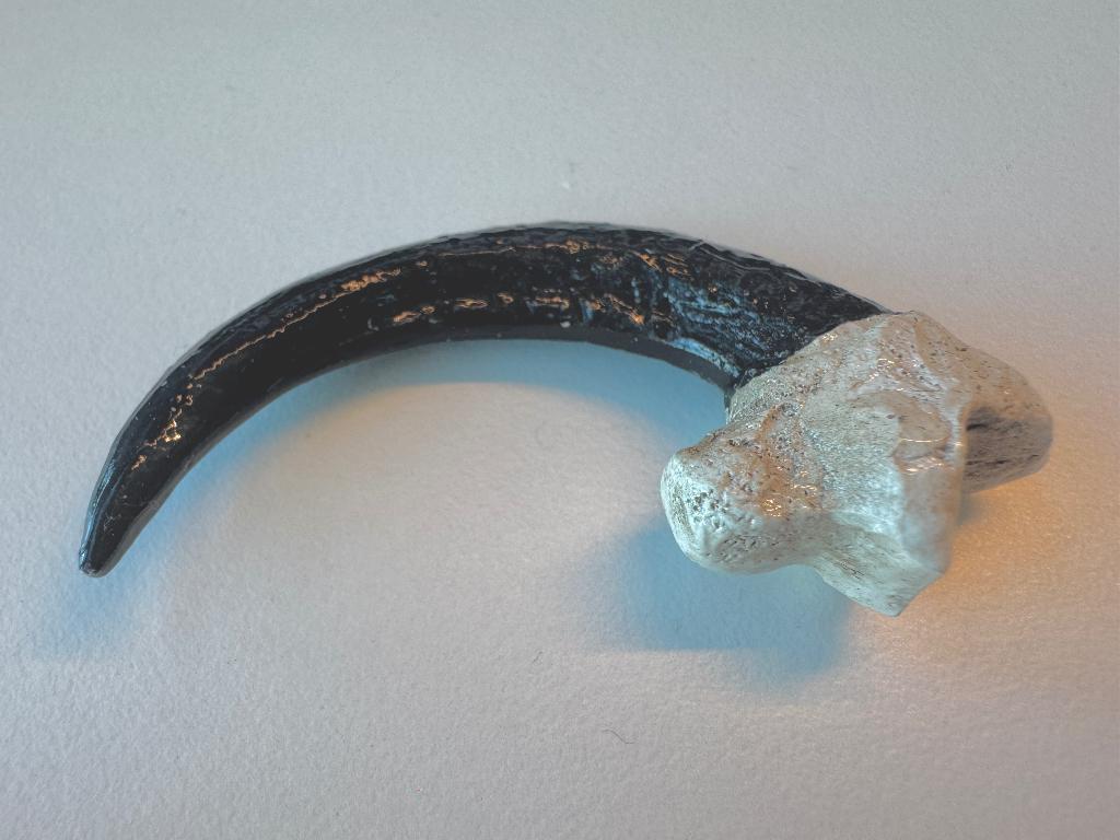 Replica Velociraptor Klauw Op Ware Grote (Schaal 1:1), Verzamelen, Ophalen of Verzenden, Overige typen