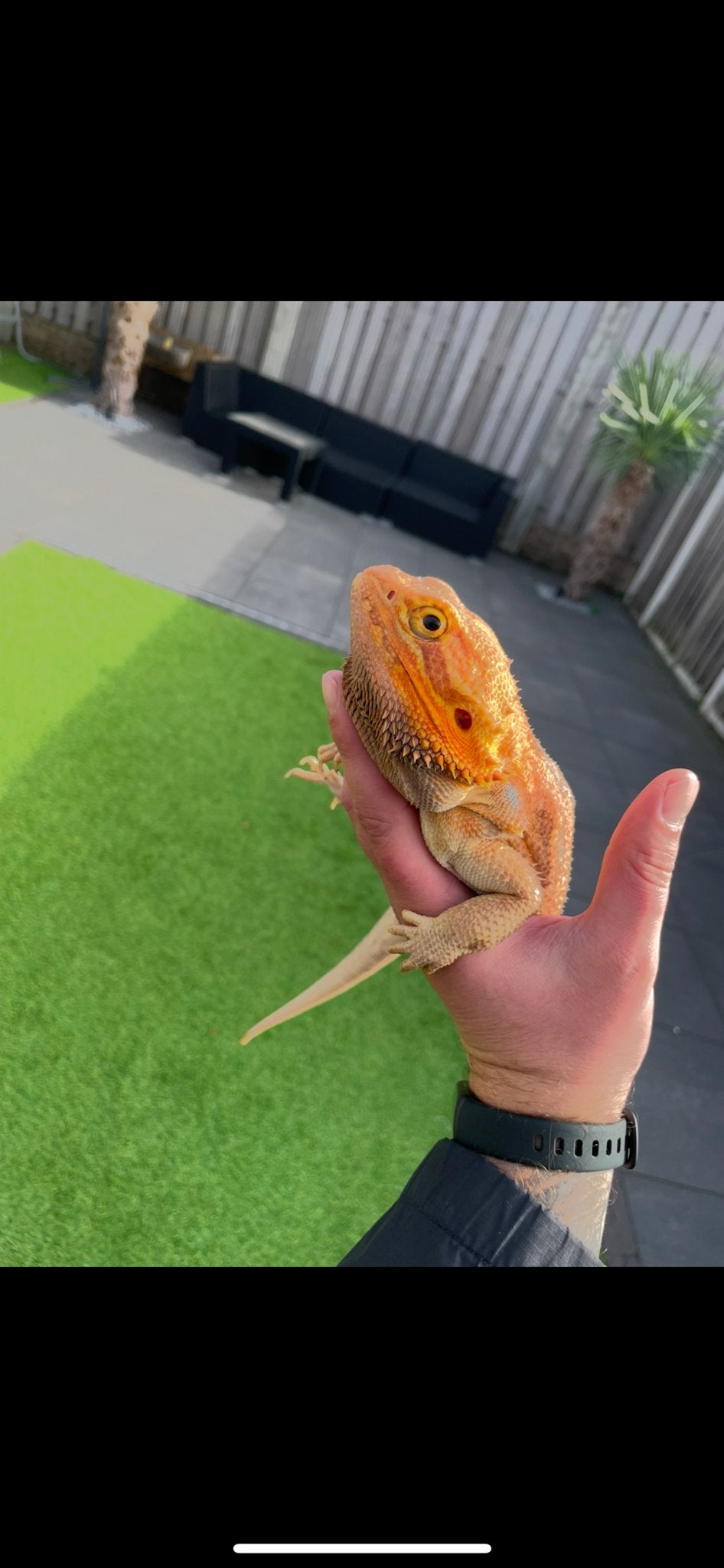Baardagaam koppel man vrouw Bearded Dragon photo 3