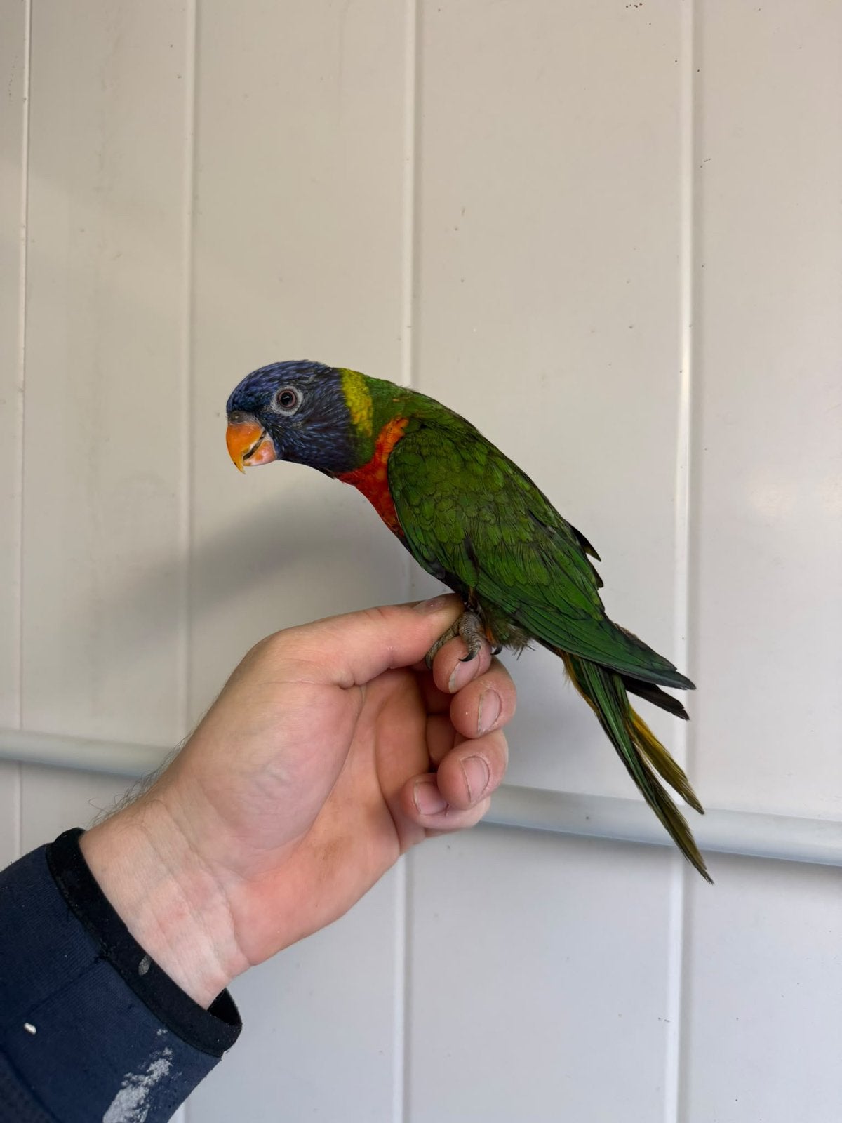 Handtamme lori van de blauwe bergen, Dieren en Toebehoren, Geslacht onbekend, Papegaai, Tam