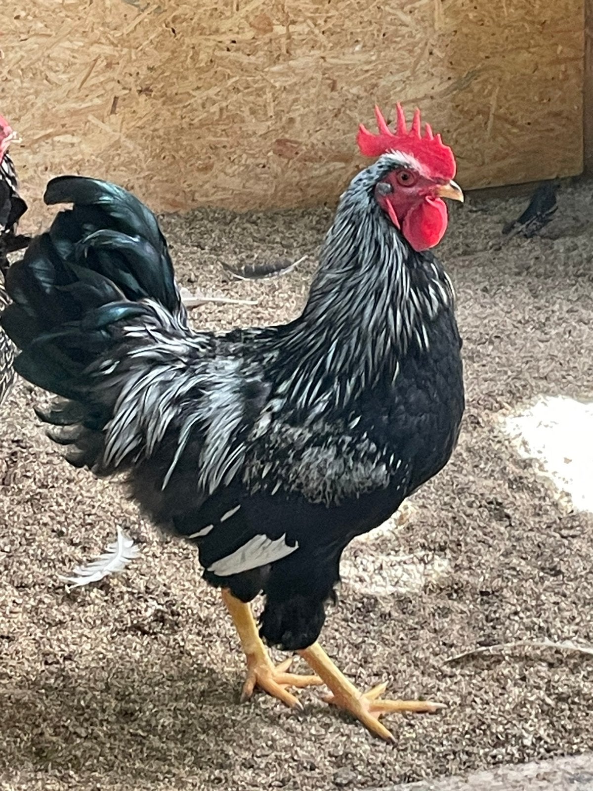 Broedeieren dubbel gezoomde barnevelder zilver. Grote ras, Dieren en Toebehoren, Pluimvee, Geslacht onbekend, Kip