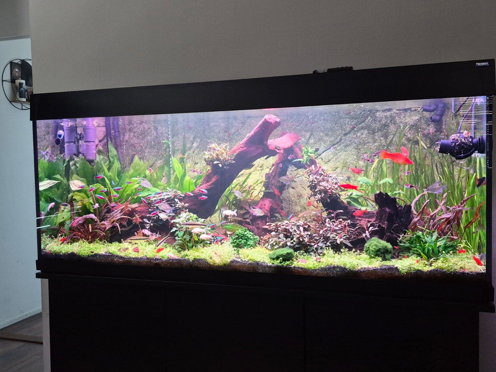 Visbestand,  planten en hout. compleet inhoud mag weg., Ophalen, Zo goed als nieuw, Gevuld zoetwateraquarium