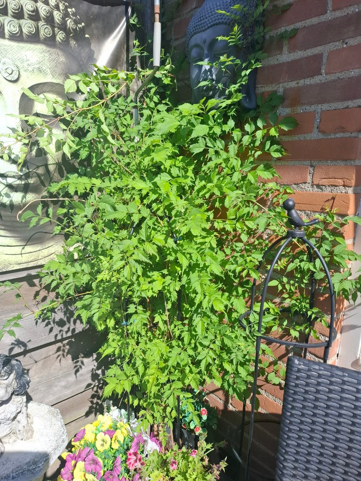 Trompetklimmer (Campsis radicans) ruilen voor andere planten, Tuin en Terras, Ophalen, Overige soorten, Volle zon