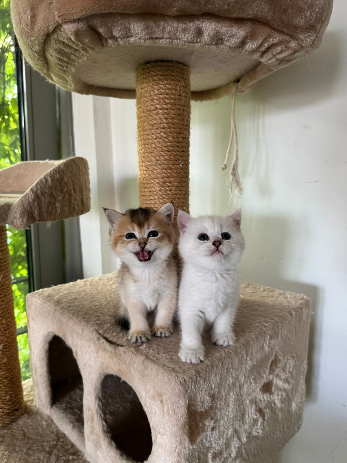 Britse korthaar kittens MET STAMBOOM silver en Golden shell, Meerdere dieren, Met stamboom, 0 tot 2 jaar