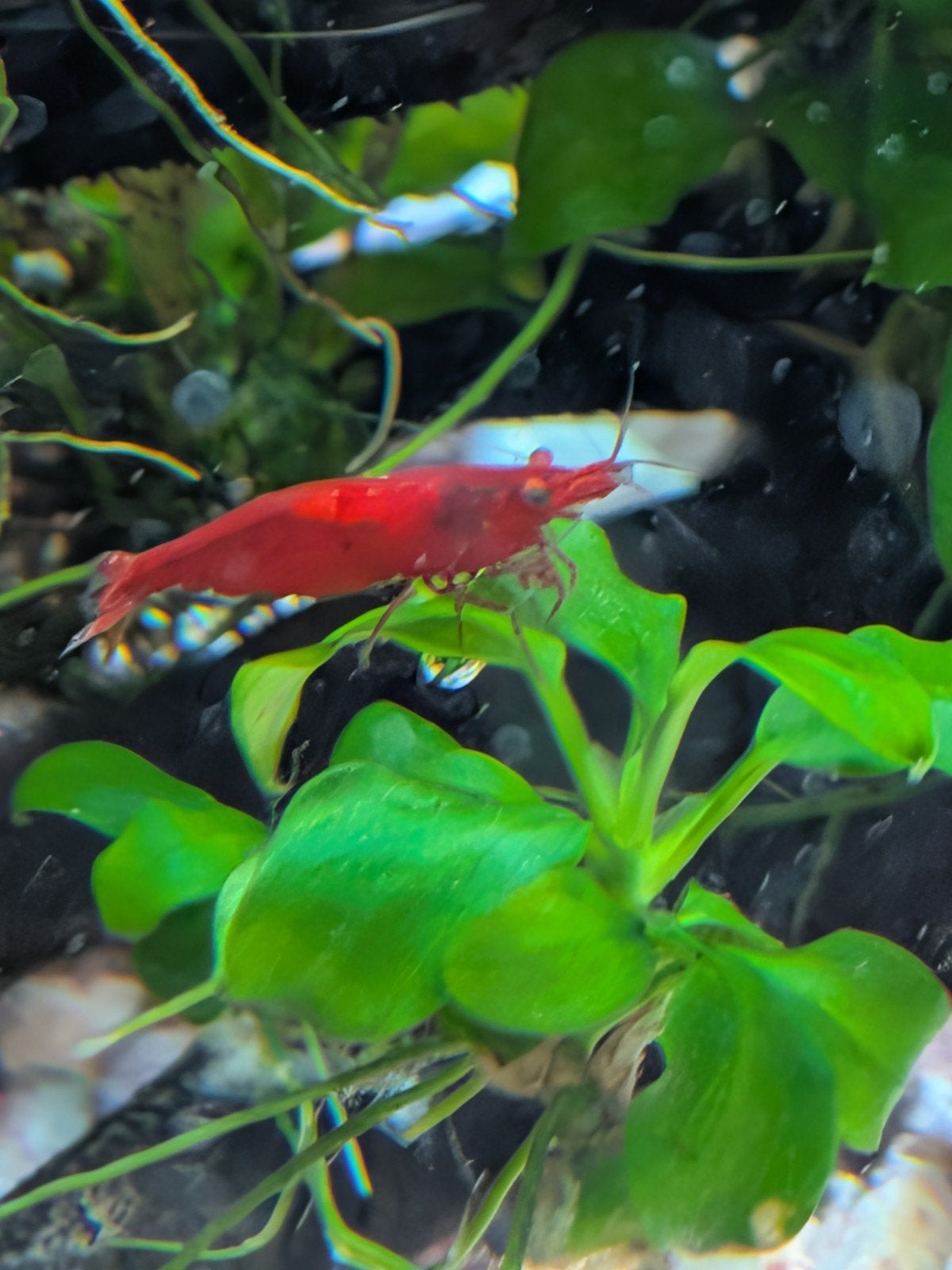 Neocaridina Davidi Red Cherry - Vuur Garnaal, Dieren en Toebehoren, Kreeft, Krab of Garnaal