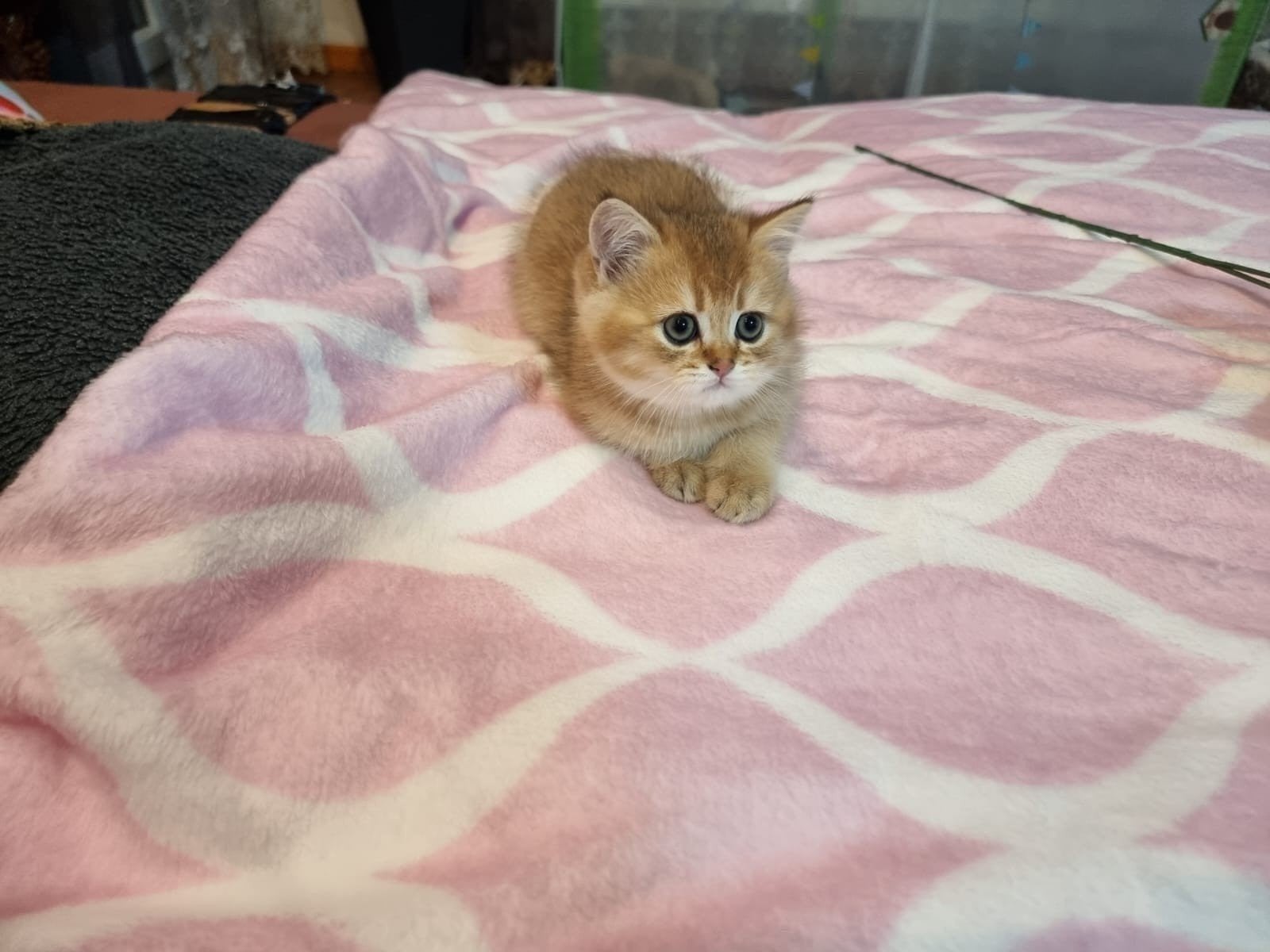 Brits /Britse korthaar kittens jongen en meisje met stamboom, Dieren en Toebehoren