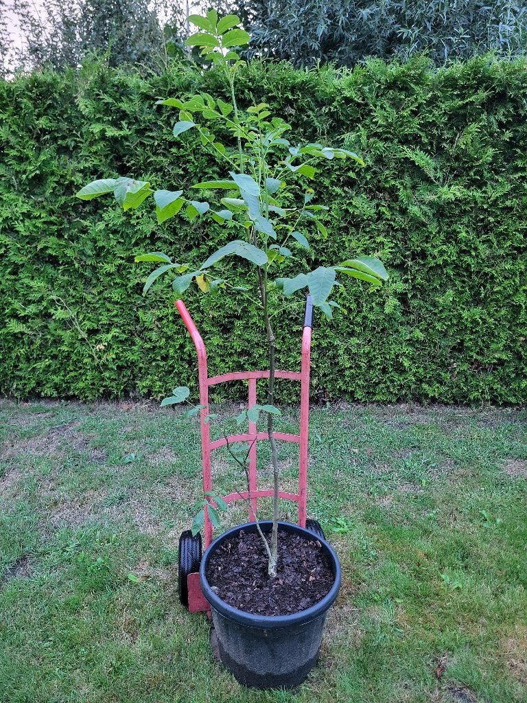 Walnotenboom, Tuin en Terras, Planten | Fruitbomen, Ophalen, Lente, Volle zon, In pot