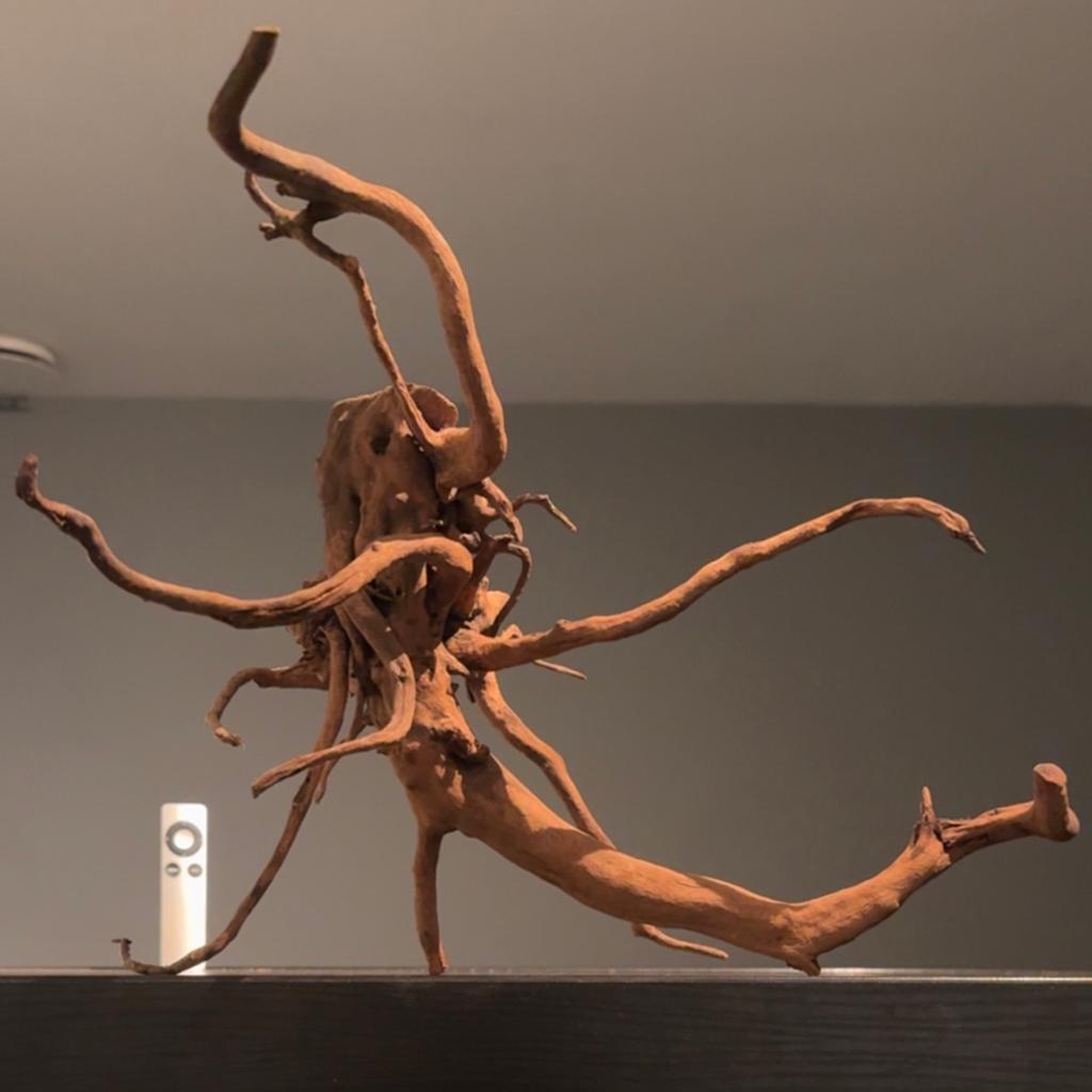 Groot stuk Spiderwood / Driftwood / Kienhout, Hout Decoratie, Ophalen of Verzenden, Zo goed als nieuw, Plant(en), Steen of Hout