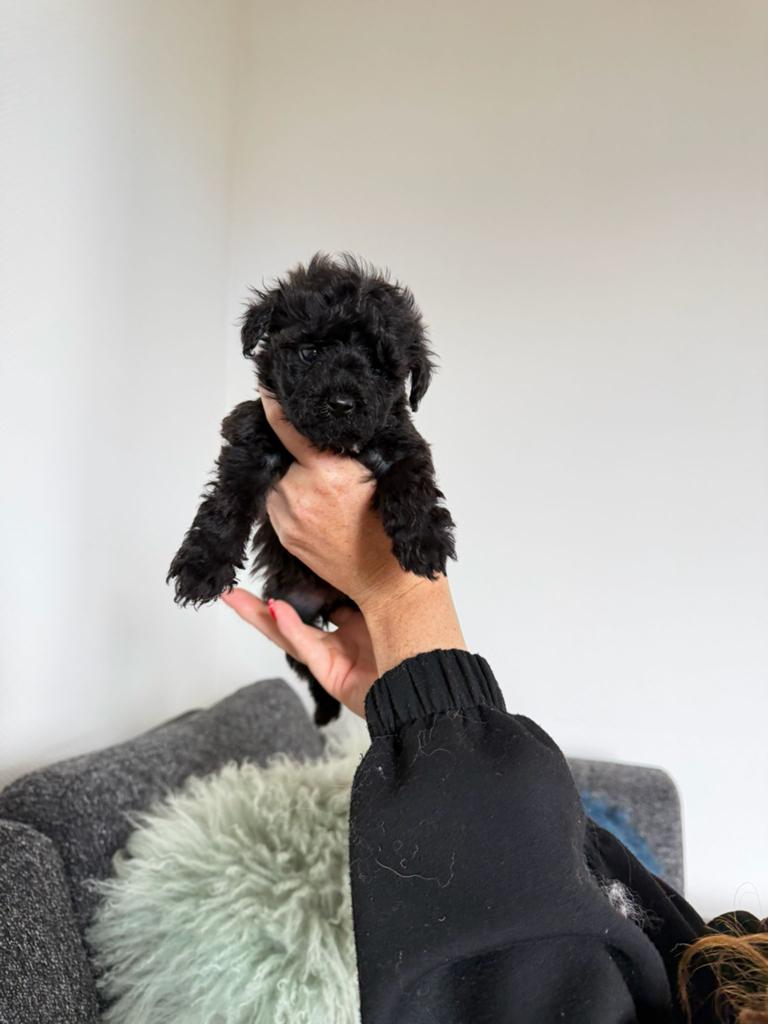 Pomapoo puppy teefje chocolade, Dieren en Toebehoren, Honden | Niet-rashonden, 8 tot 15 weken, Teef, Parvo, Eén hond