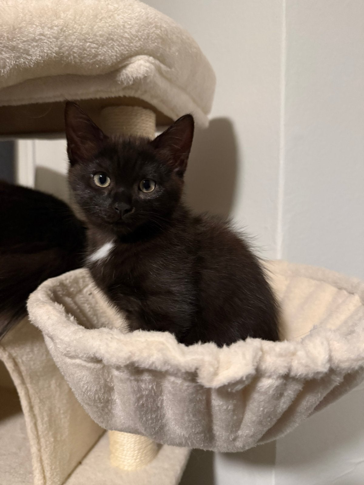 Kitten noorse boskat x onbekend, Kater, 0 tot 2 jaar