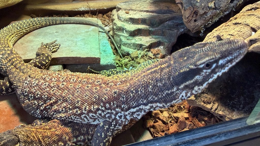 Varanus Ackies red Monitor Lizard photo 4