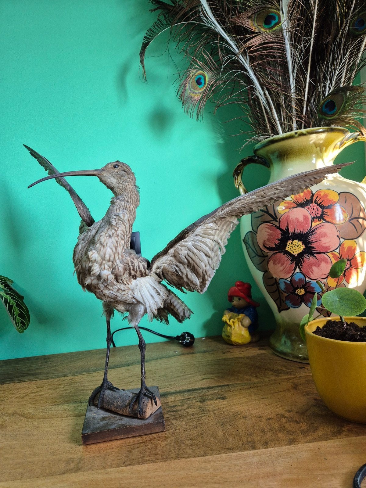 Oude opgezette wulp., Ophalen, Gebruikt, Vogel, Opgezet dier