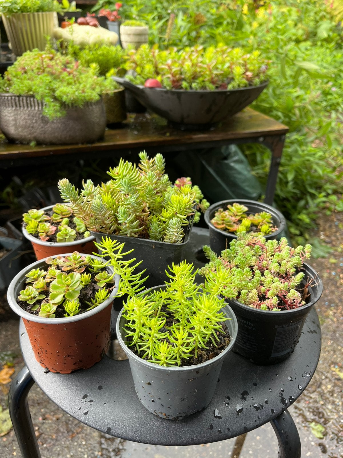 Diverse Sedum plantjes voor tuin of dak - Jonge plantjes, Tuin en Terras, Ophalen, Bodembedekkers, Volle zon, Vaste plant