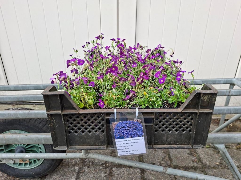 Bloeiende Aubrieta gracilis 'Kitte' (Randjesbloem) in pot!, Ophalen, Vaste plant, Overige soorten, Volle zon