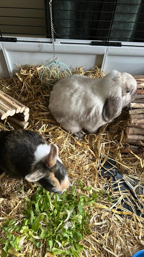 Groot konijnenren compleet met 2 dwergkonijnen, Meerdere dieren, Dwerg, 0 tot 2 jaar