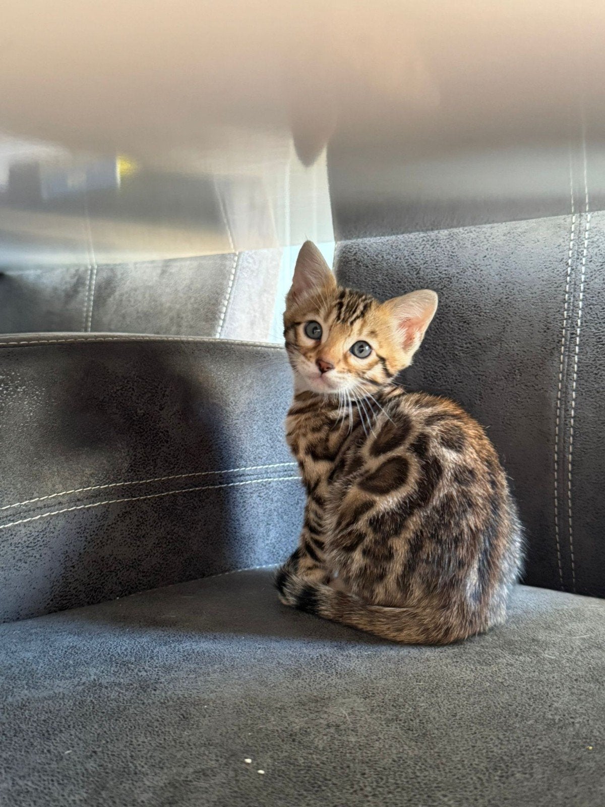 4 bengaalse kitten (katertjes), Kater, Gechipt