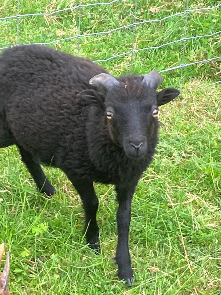 schapen, Mannelijk, Schaap, 0 tot 2 jaar