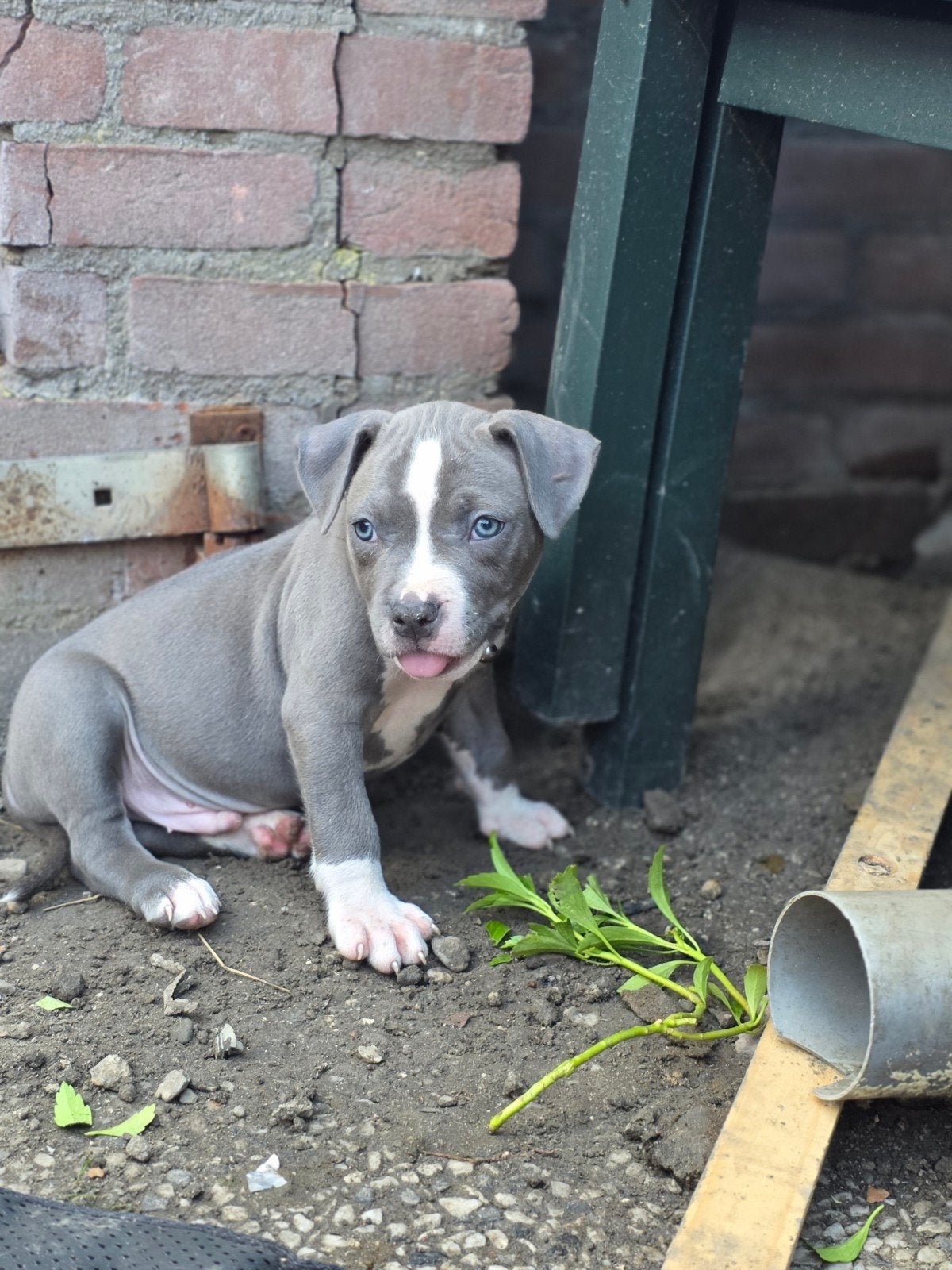 Blue American Staffordshire Terrier Puppies, 8 tot 15 weken, Meerdere, Meerdere dieren, Nederland
