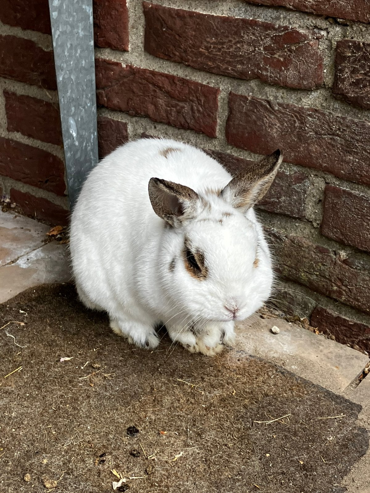 Konijn voedster gezocht, Dieren en Toebehoren, Konijnen, Vrouwelijk, Dwerg, 6 tot 8 jaar
