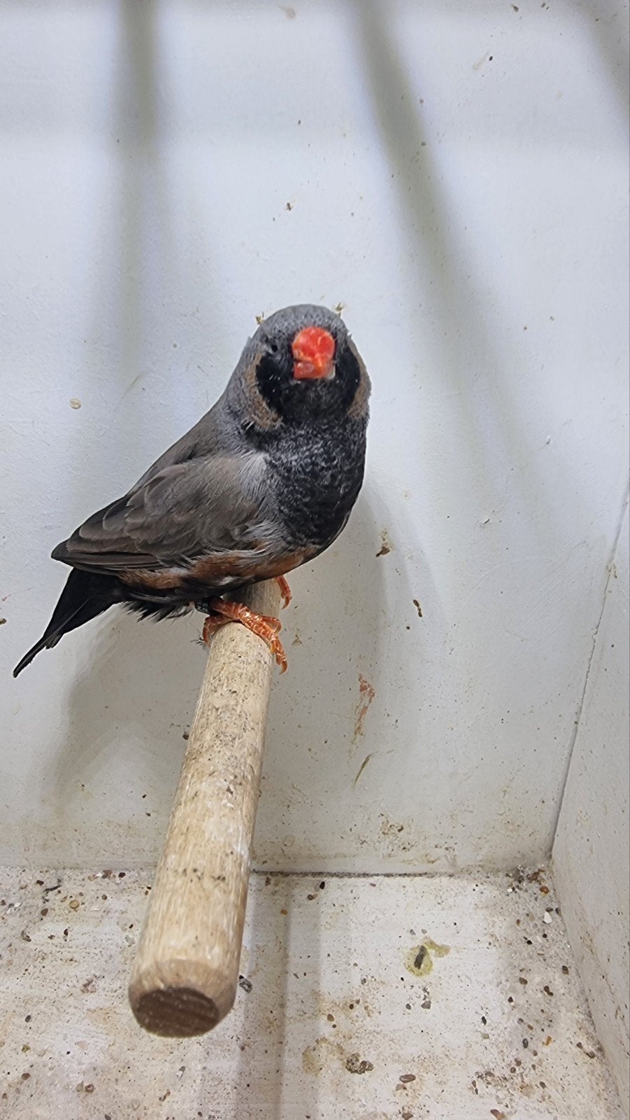 te koop koppel charcoal grijs, Meerdere dieren