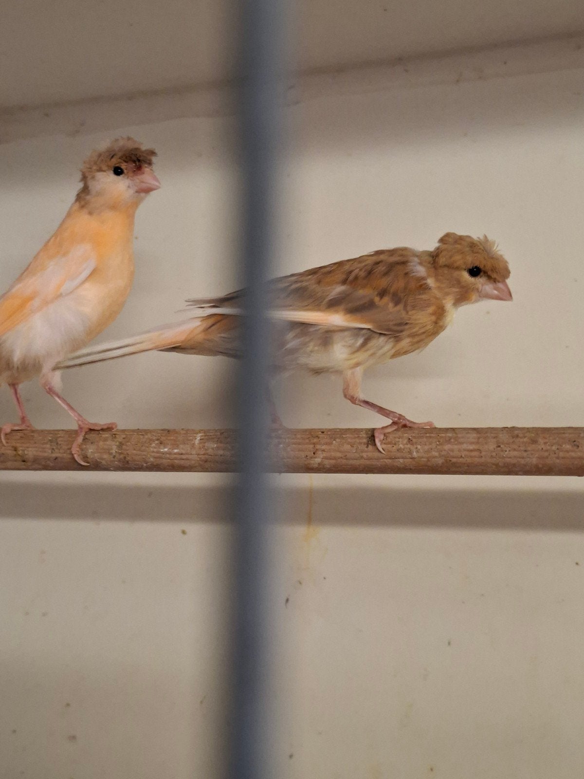 Te koop div jonge kleurkanaries, Dieren en Toebehoren, Vogels | Kanaries, Meerdere dieren, Kleurkanarie