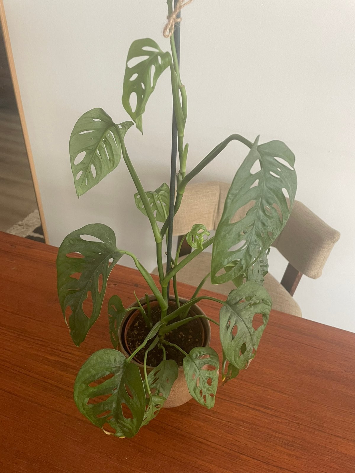 Monstera Adansonii (monkey mask) plant, Ophalen, Halfschaduw, Minder dan 100 cm