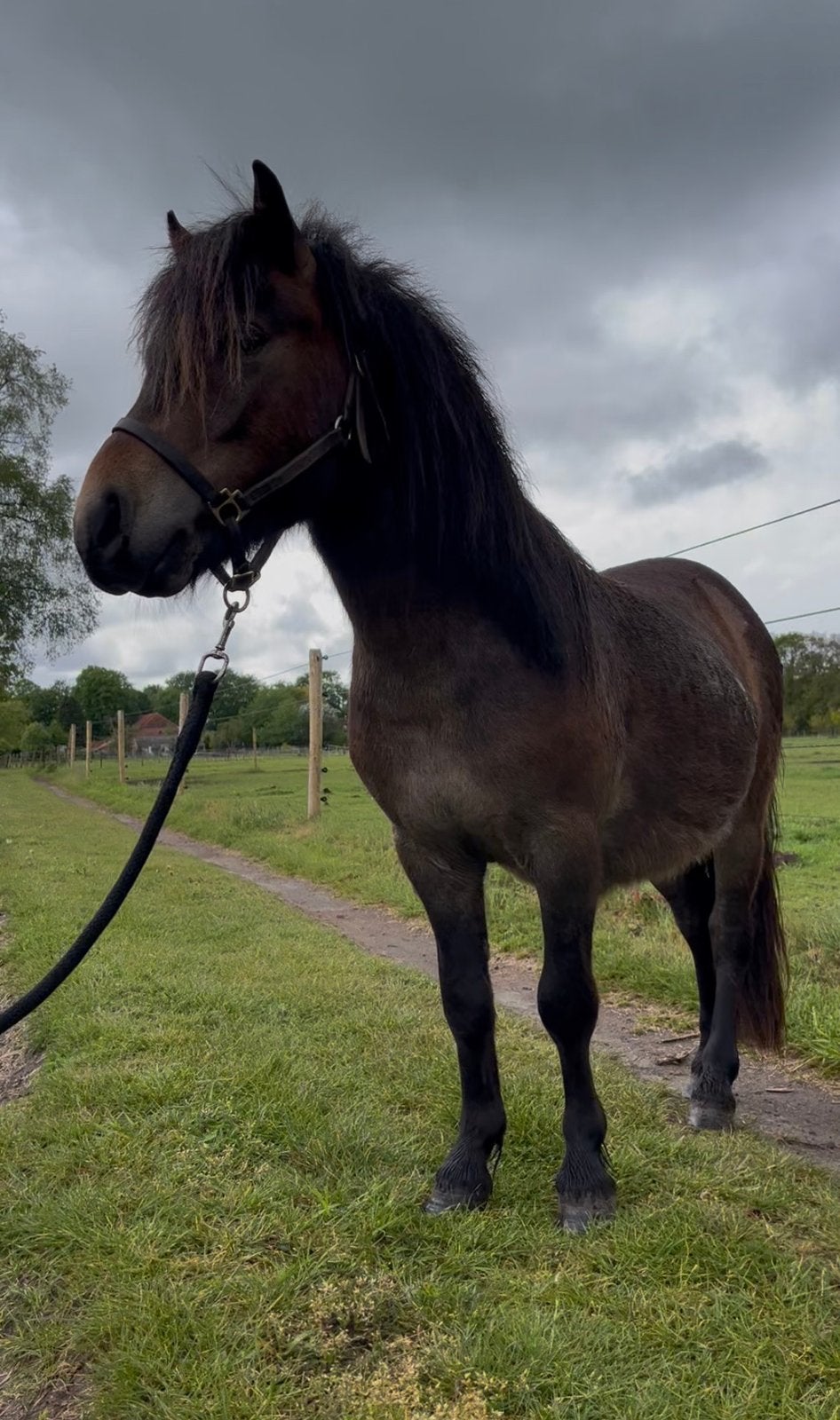 Kinder shetlander te koop!, Minder dan 160 cm, Met stamboom, Niet van toepassing, 0 tot 2 jaar