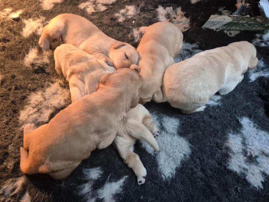 Mooie labrador pups, reutjes en teefjes, blond en redfox, Dieren en Toebehoren, Honden | Retrievers, Spaniëls en Waterhonden, 8 tot 15 weken