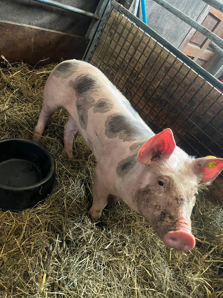 Te koop mooie pietrain zeugje, Dieren en Toebehoren, Vrouwelijk, Varken
