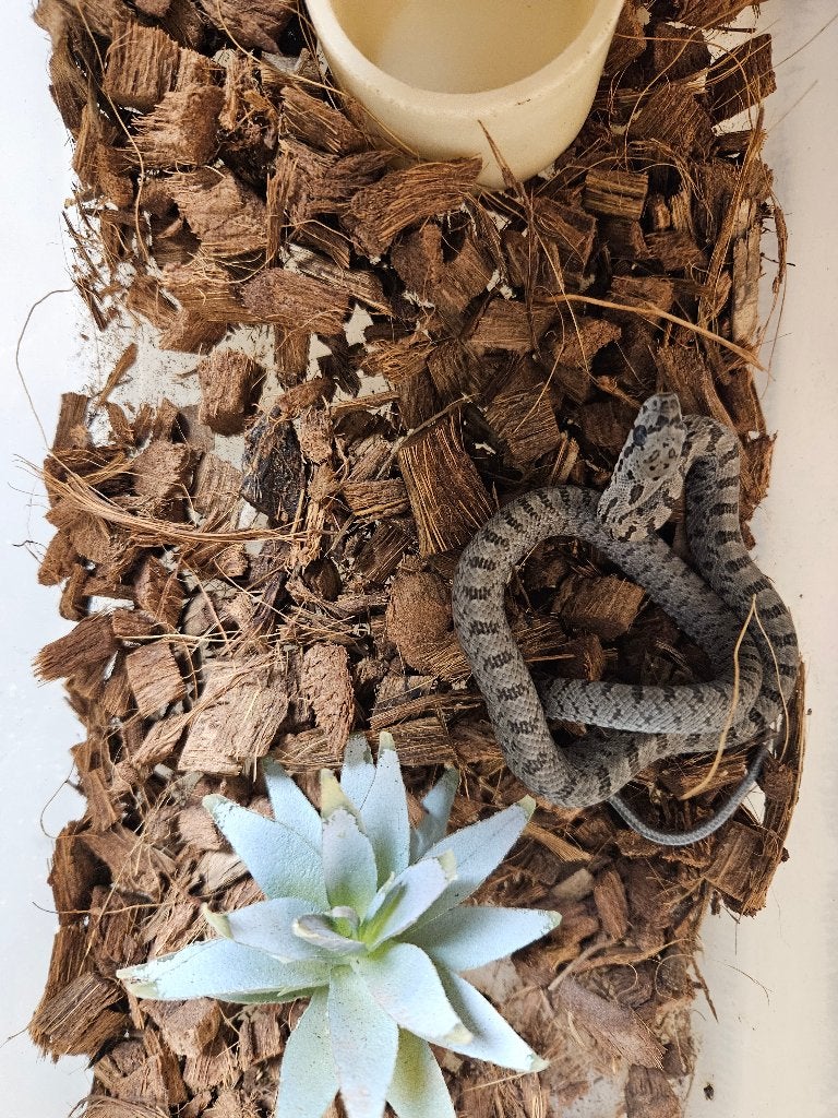 Pantherophis bairdi Bairdi rattenslang Rat Snake photo 4