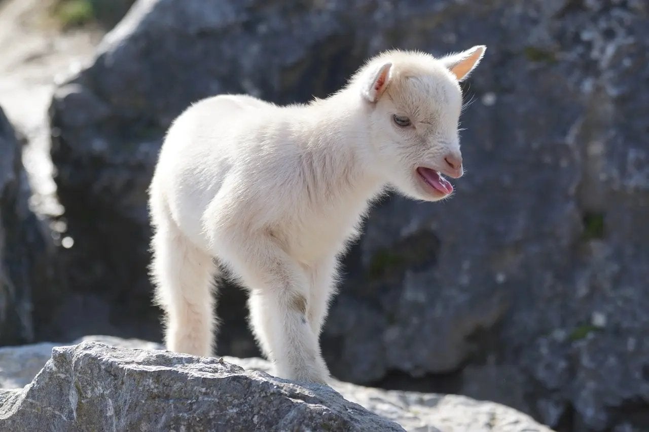 Fleslam / leblam gezocht, Dieren en Toebehoren, Schapen, Geiten en Varkens