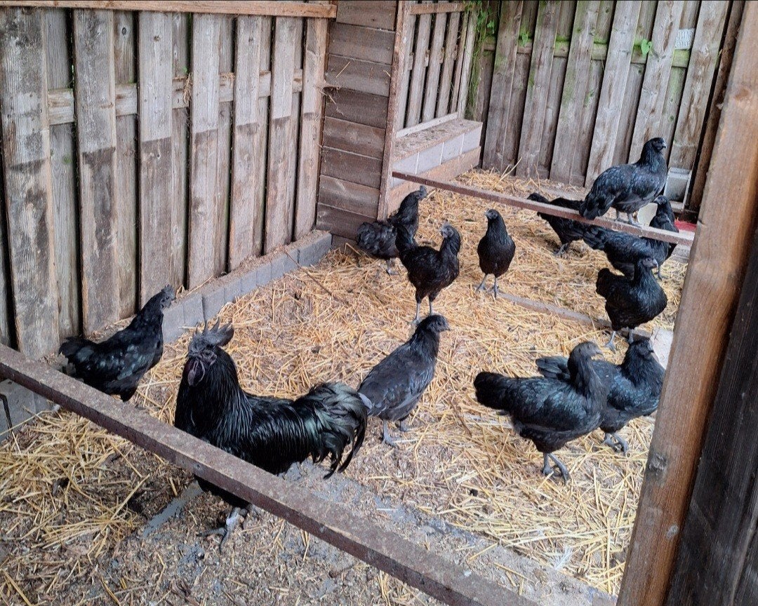 Ayam cemani | hennen en hanen |, Dieren en Toebehoren, Meerdere dieren, Kip