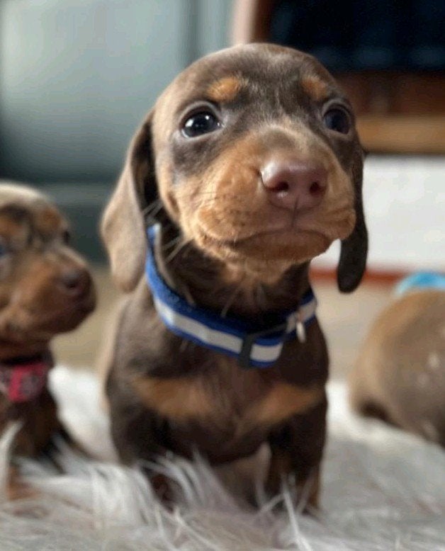 Te koop knappe dwerg teckel pups uit huiselijke omgeving, Parvo, 8 tot 15 weken, Korthaar, Dwerg
