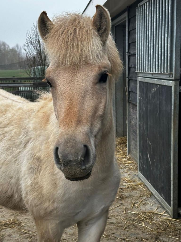 Fjord, Hengst, Dressuurpaard, 0 tot 2 jaar