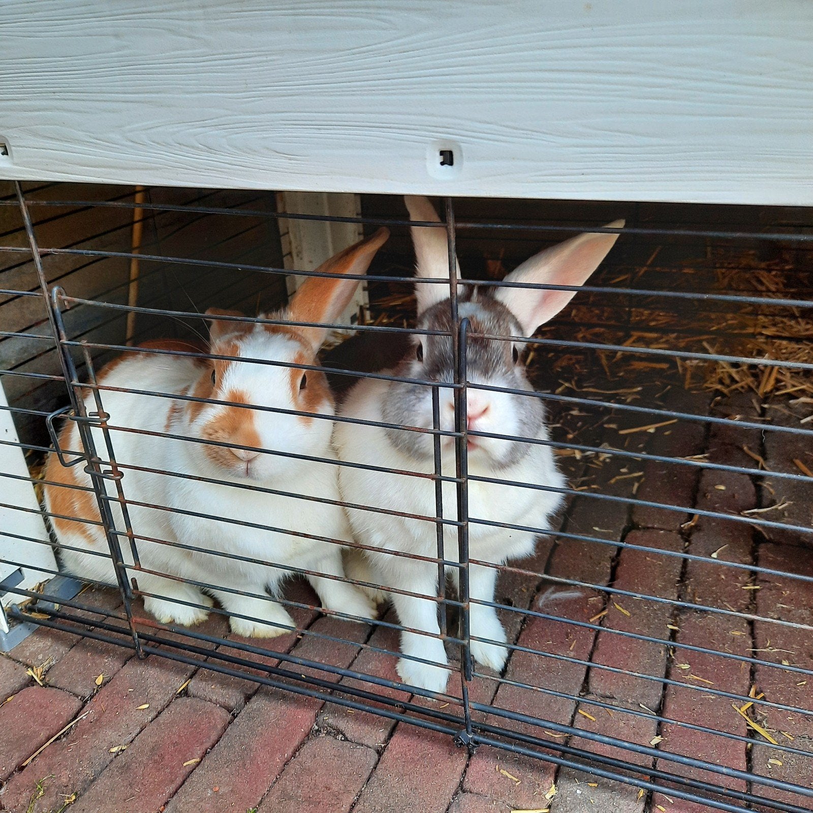 2 lieve konijnen, Dieren en Toebehoren, Konijnen, Meerdere dieren