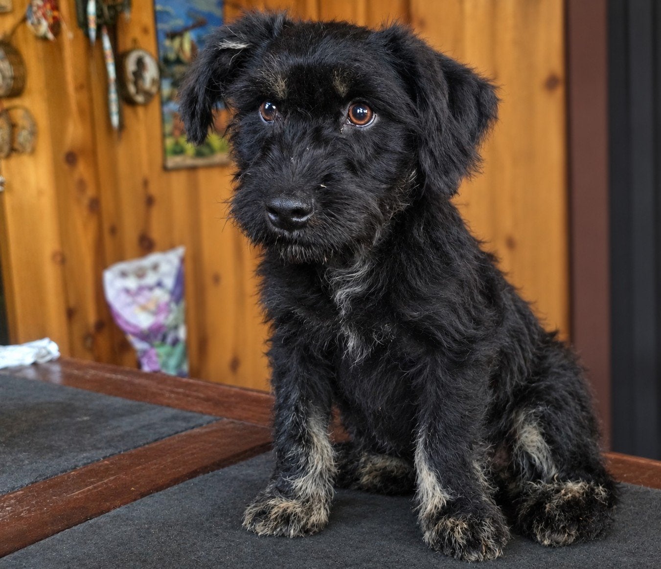 boomerx poedel, 15 weken tot 1 jaar, Eén hond, Nederland, Particulier