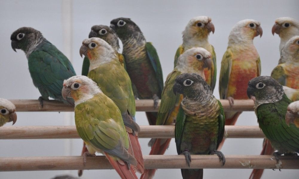 Gezocht PYRRHURA'S / GROTE parkiet soorten, Meerdere dieren, Parkiet, Tam