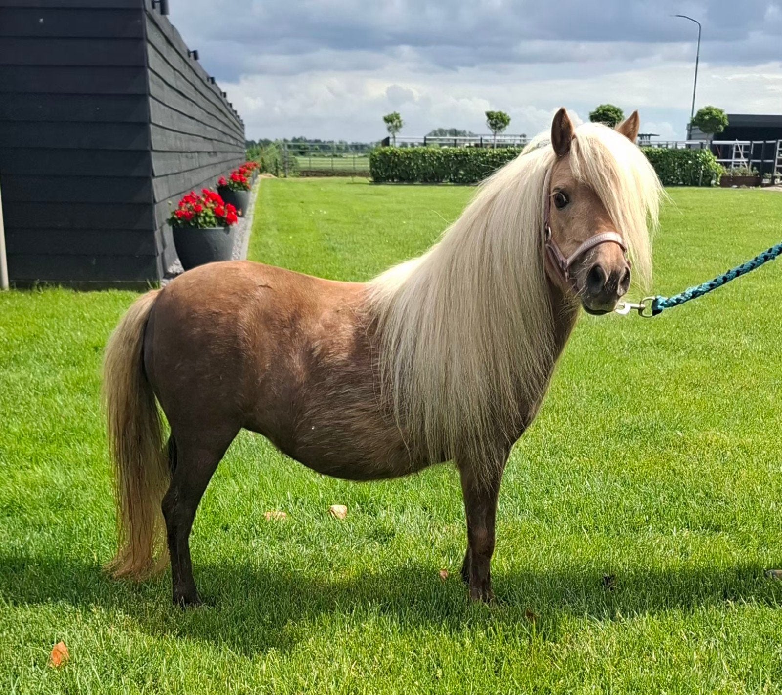 **HELE MOOIE 11 JARIGE  PALOMINO NMPRS SHETLANDER MERRIE**, Dieren en Toebehoren, Ruin, 0 tot 2 jaar, A pony (tot 1.17m), Gechipt