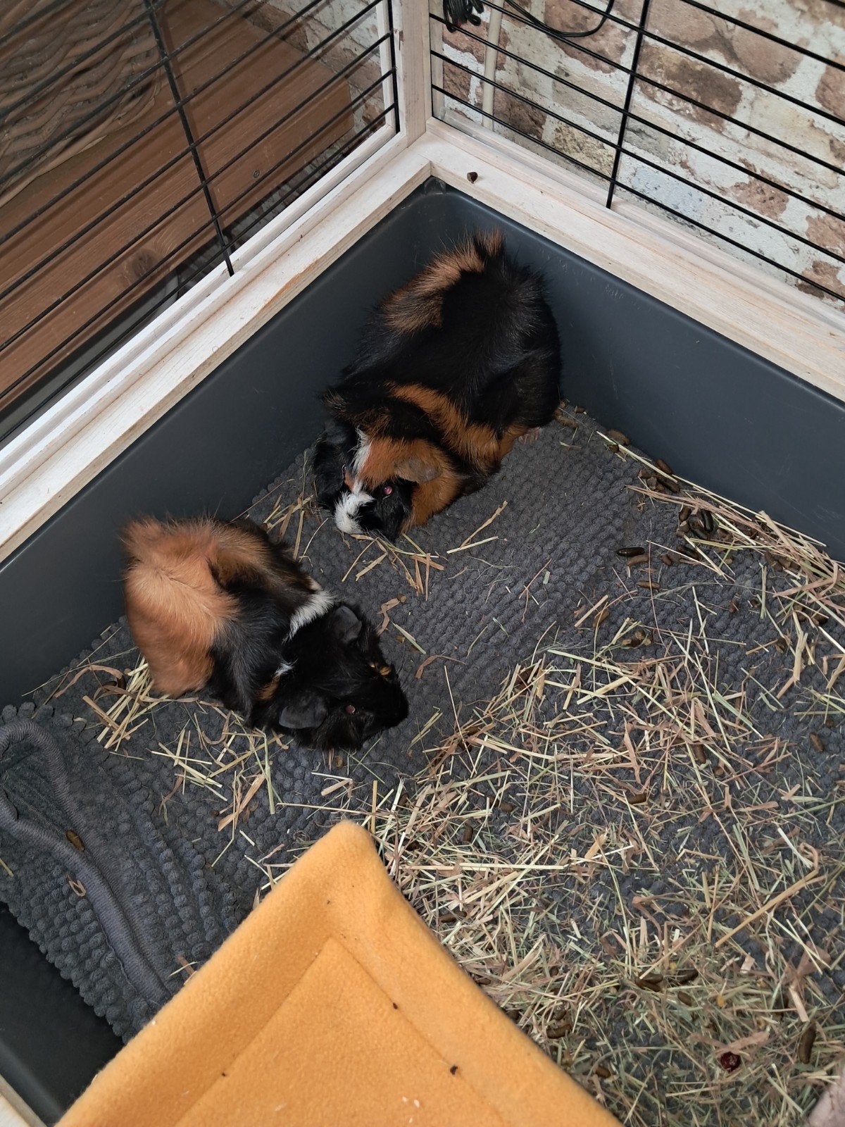 2 lieve cavia's  met grote kooi, Juni, Meerdere dieren, Cavia