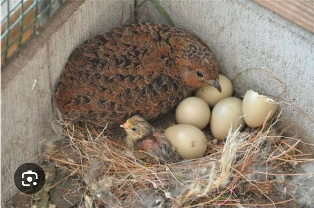 Gevraagd 1 of 2 eitjes voor Chinese kwartel, Dieren en Toebehoren, Pluimvee, Geslacht onbekend