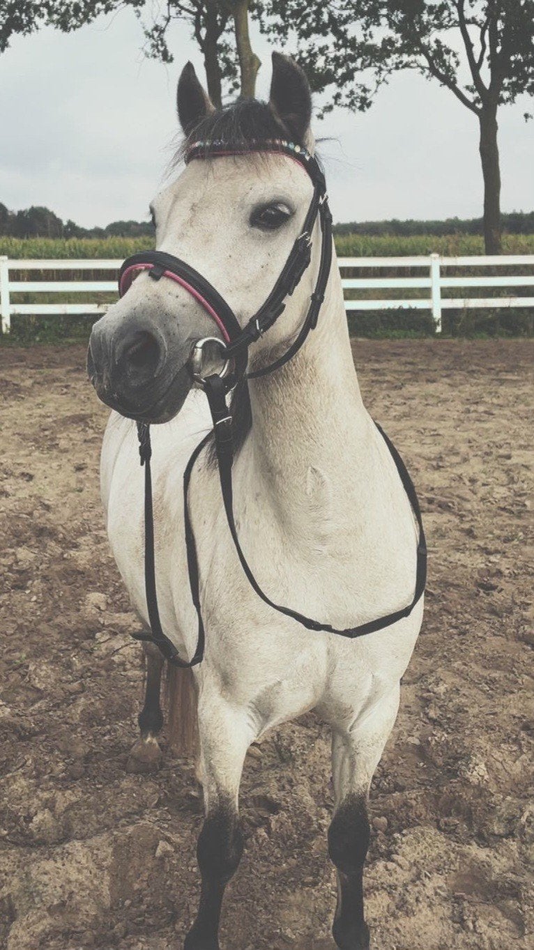 Lieve Welsh B pony (Merrie), Dieren en Toebehoren, Merrie, Met stamboom, Zadelmak, 3 tot 6 jaar