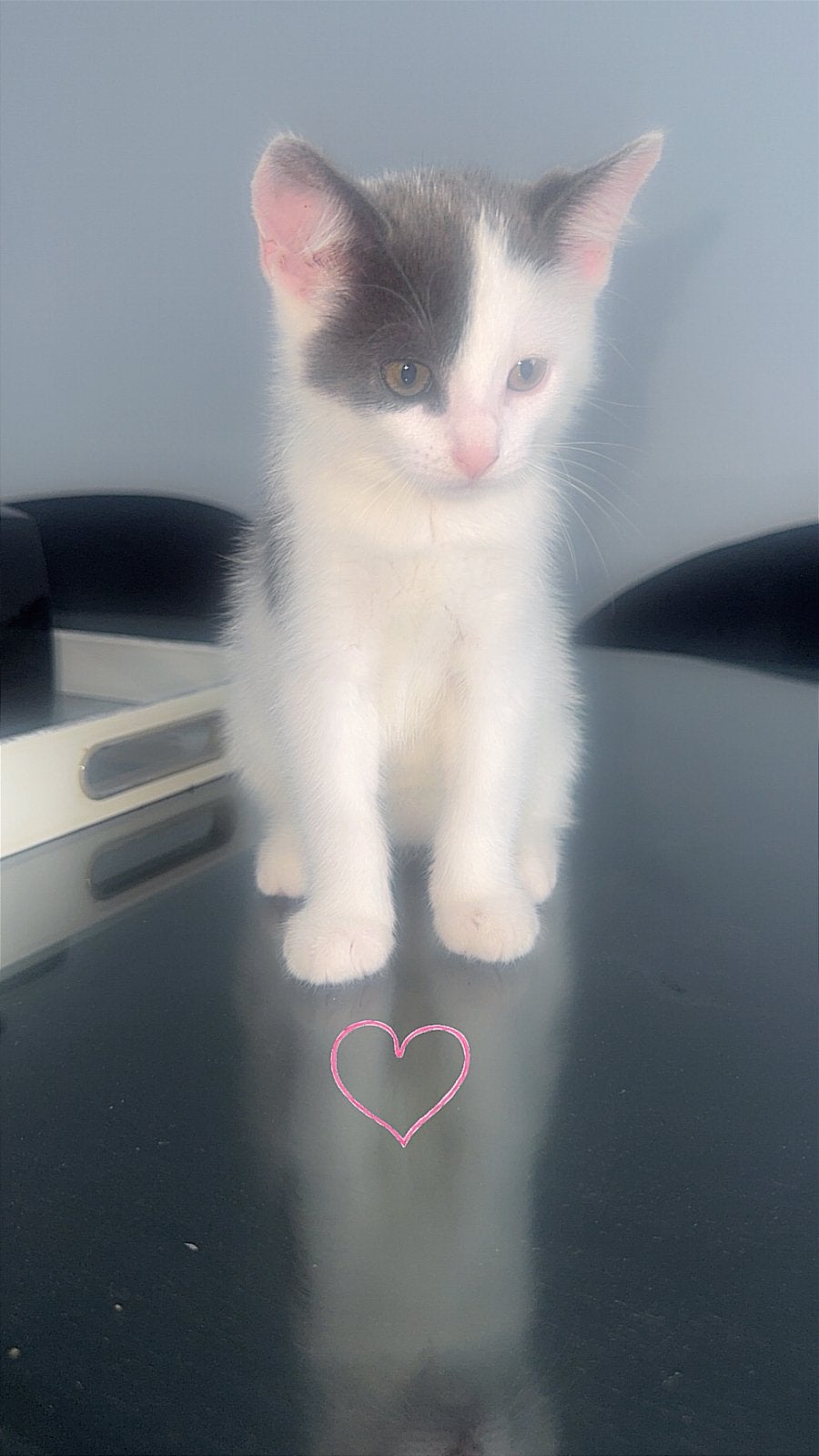 9 weken! 2 lieve kittens zoeken een nieuw thuis., Kater, Kortharig, 0 tot 2 jaar