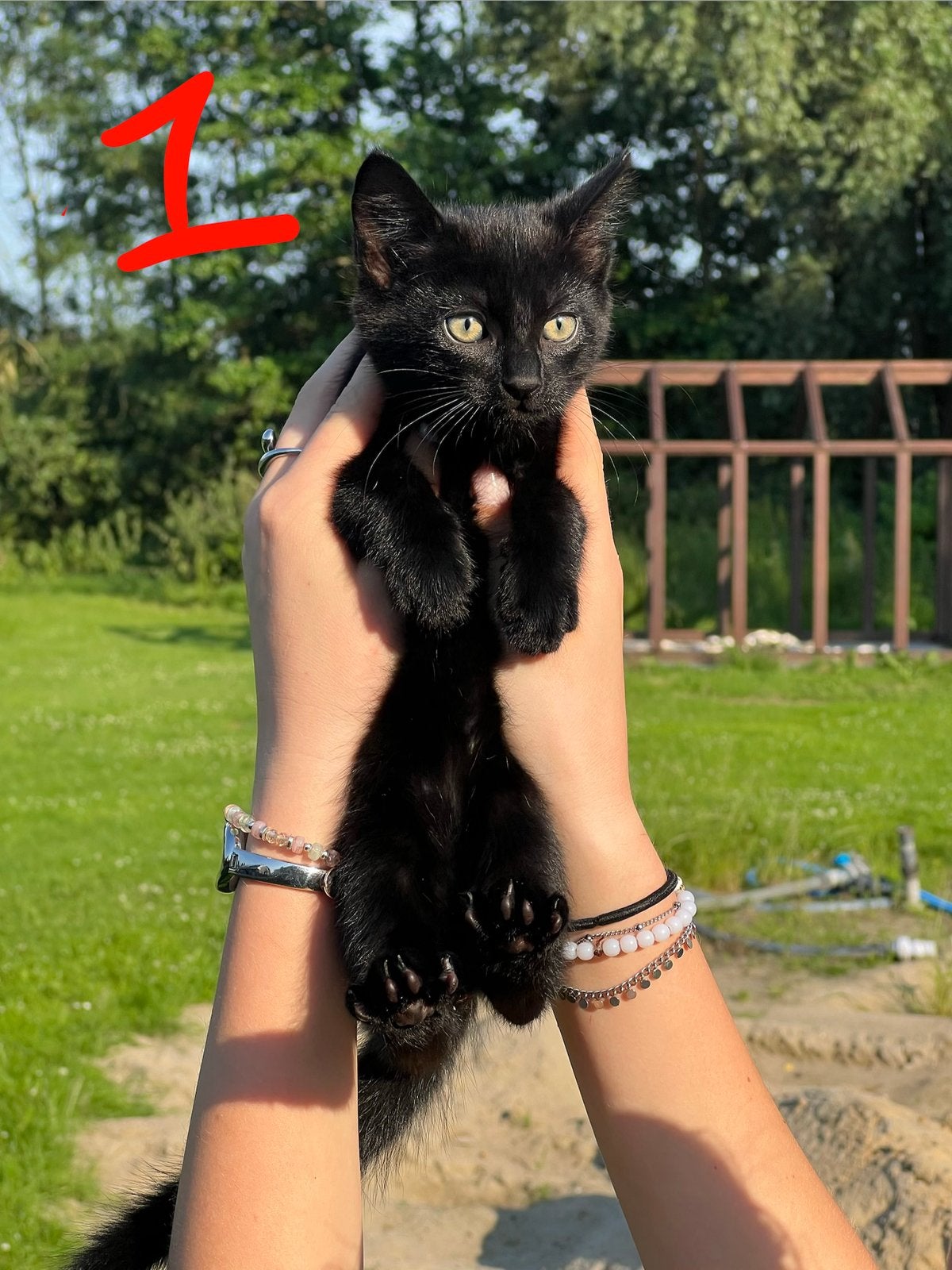Lieve kittens (kater & poes), Kater, Kortharig, 0 tot 2 jaar