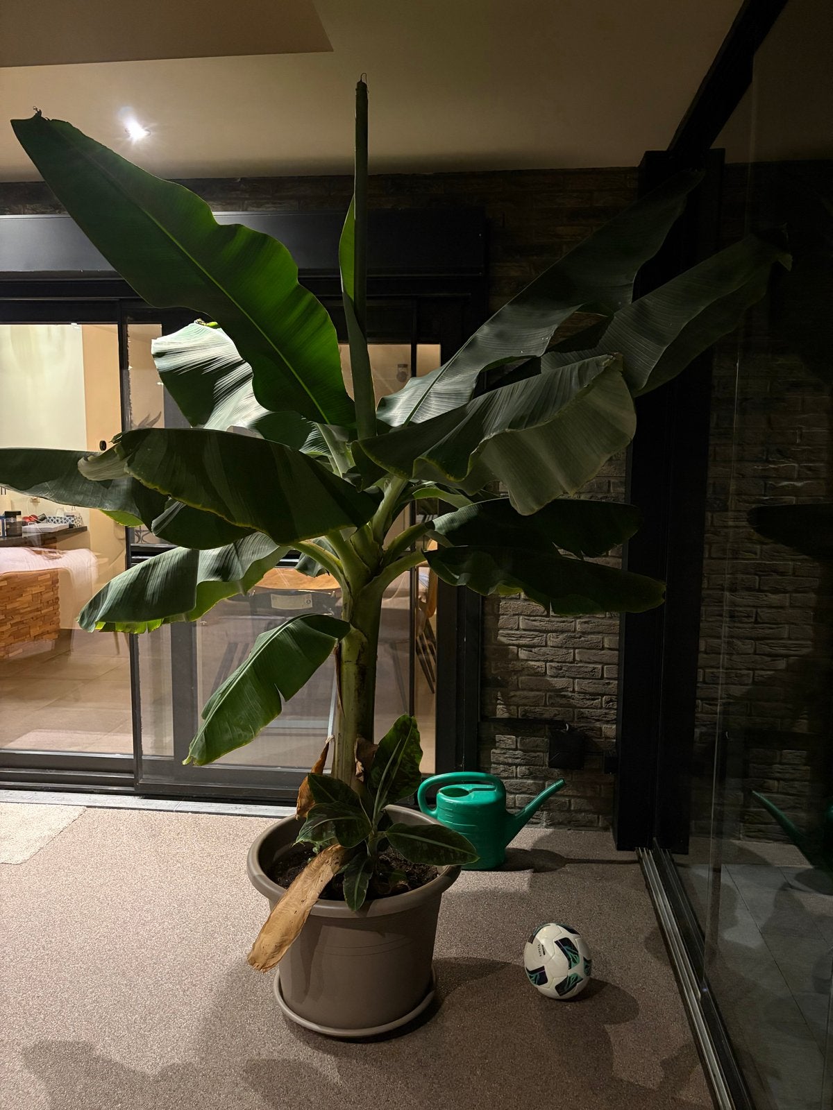 Grote Bananenplant (Musa), Tuin en Terras, Volle zon, Vaste plant, Bloeit niet, Ophalen