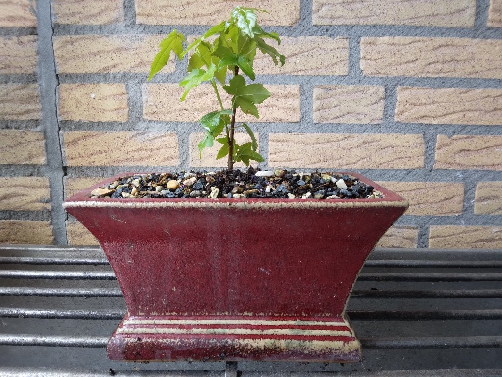 Bonsai, Volle zon, Vaste plant, Bloeit niet, Ophalen
