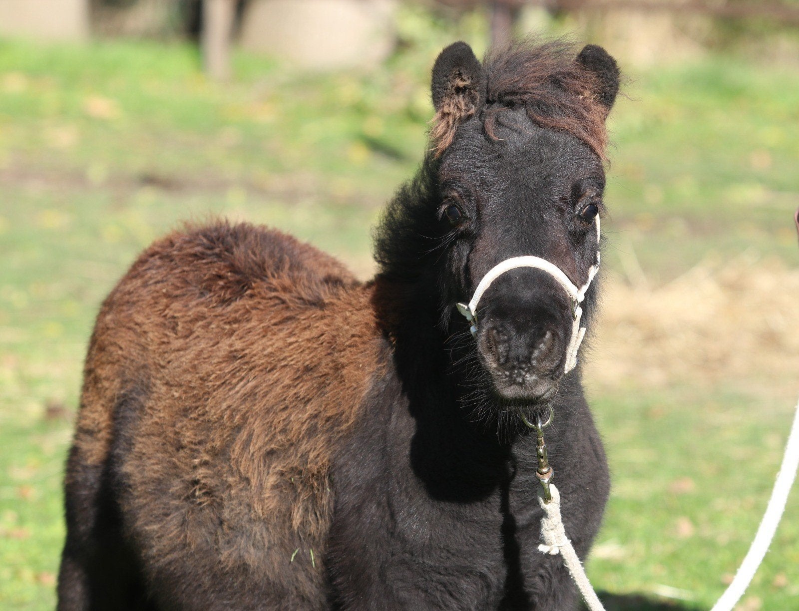 Prachtige, grote en lieve shetlanders: veulen en ruin, Ruin, A pony (tot 1.17m), Gechipt, 3 tot 6 jaar