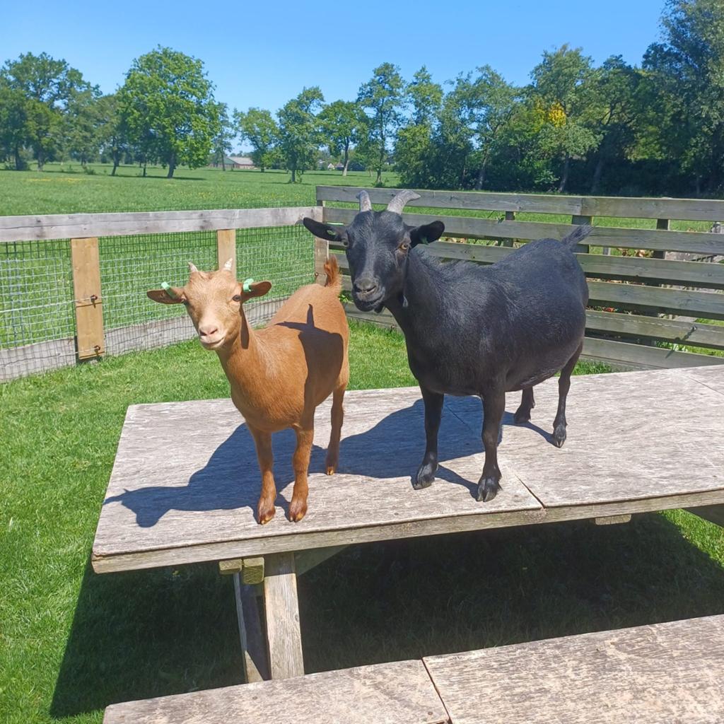 Dwerggeiten te koop, Dieren en Toebehoren, Schapen, Geiten en Varkens, Geit, Meerdere dieren
