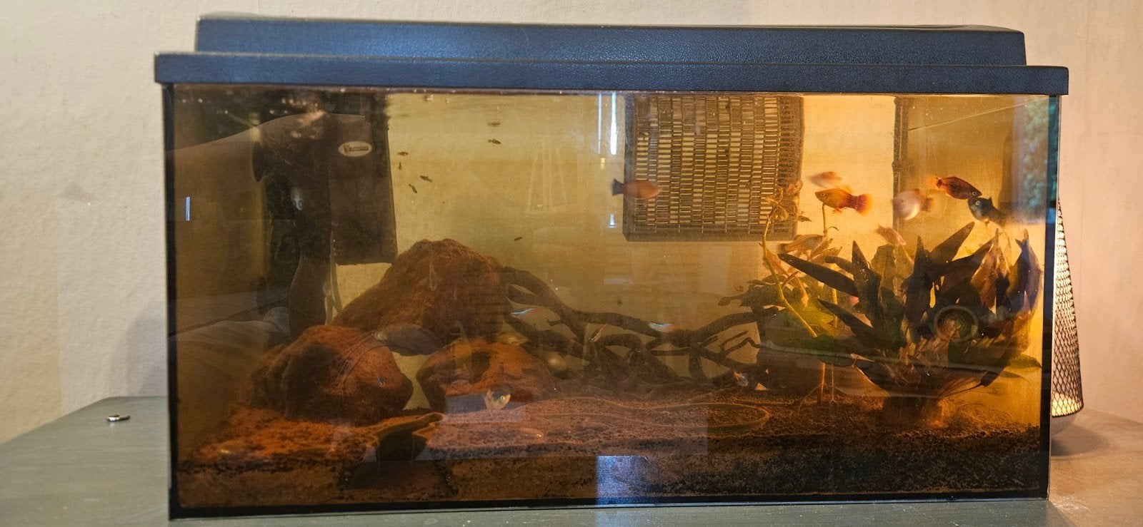 Aquarium met toebehoren, Dieren en Toebehoren, Vis